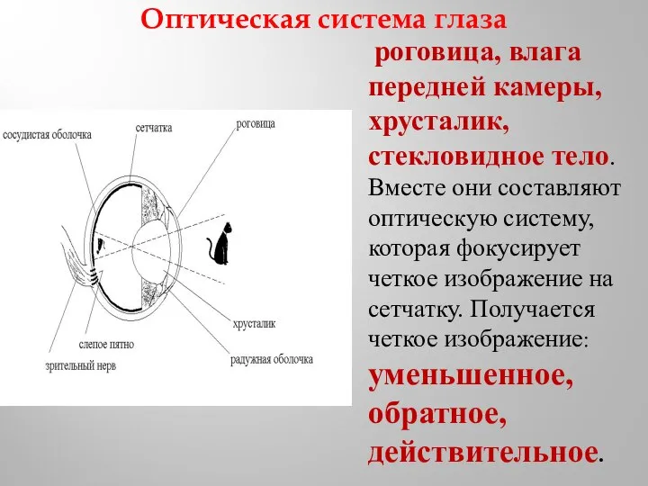 Оптическая система глаза роговица, влага передней камеры, хрусталик, стекловидное тело. Вместе