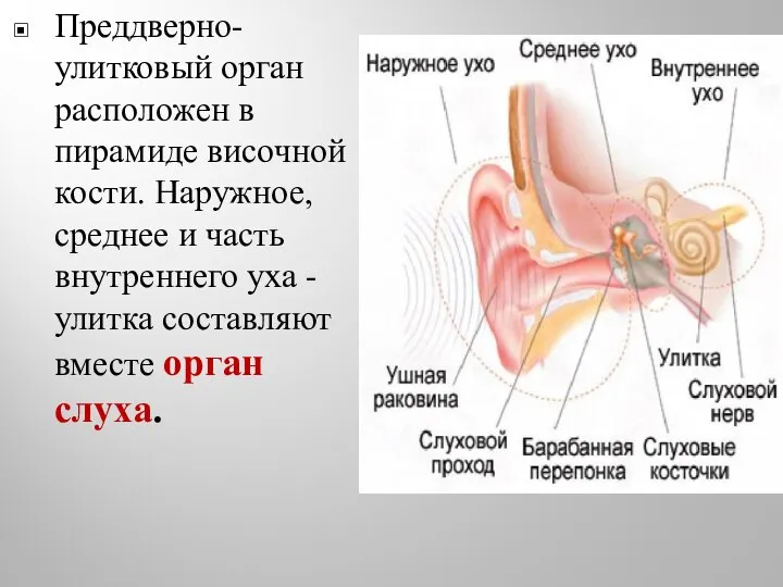 Преддверно-улитковый орган расположен в пирамиде височной кости. Наружное, среднее и часть