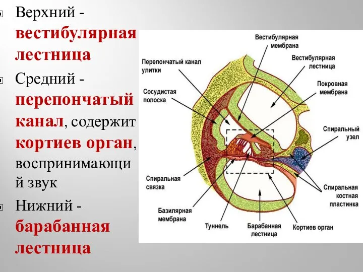 Верхний - вестибулярная лестница Средний - перепончатый канал, содержит кортиев орган,