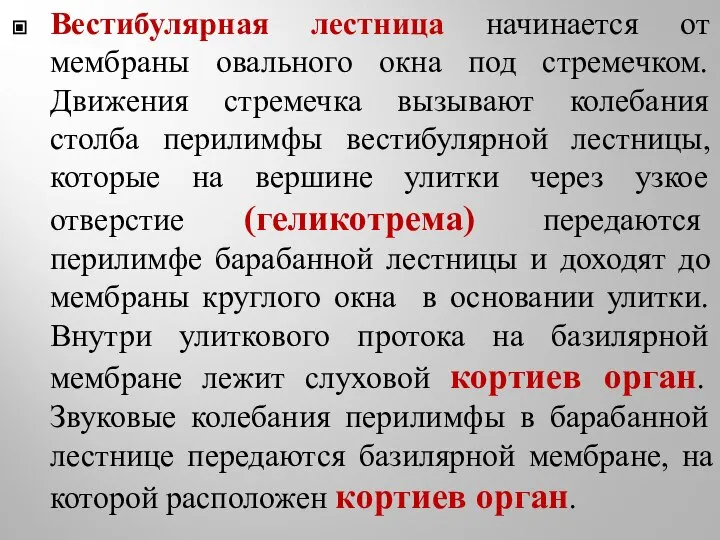 Вестибулярная лестница начинается от мембраны овального окна под стремечком. Движения стремечка