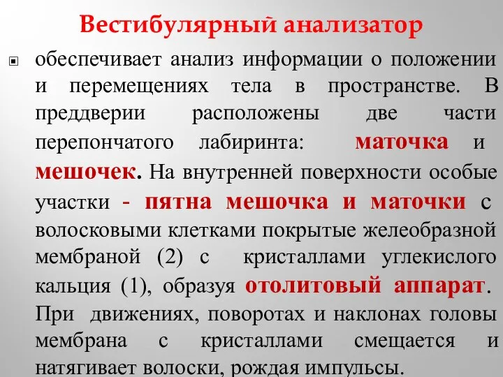 Вестибулярный анализатор обеспечивает анализ информации о положении и перемещениях тела в