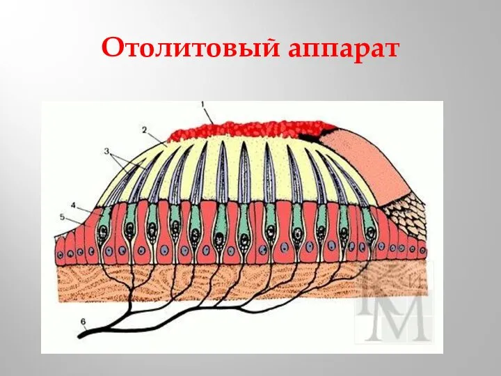 Отолитовый аппарат