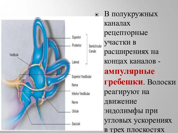 В полукружных каналах рецепторные участки в расширениях на концах каналов -