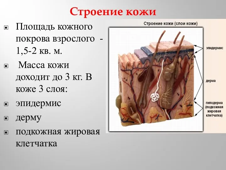 Строение кожи Площадь кожного покрова взрослого - 1,5-2 кв. м. Масса