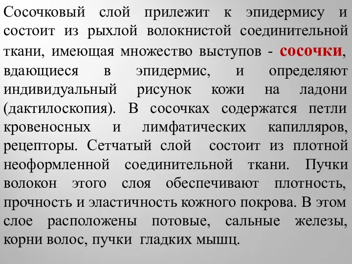 Сосочковый слой прилежит к эпидермису и состоит из рыхлой волокнистой соединительной