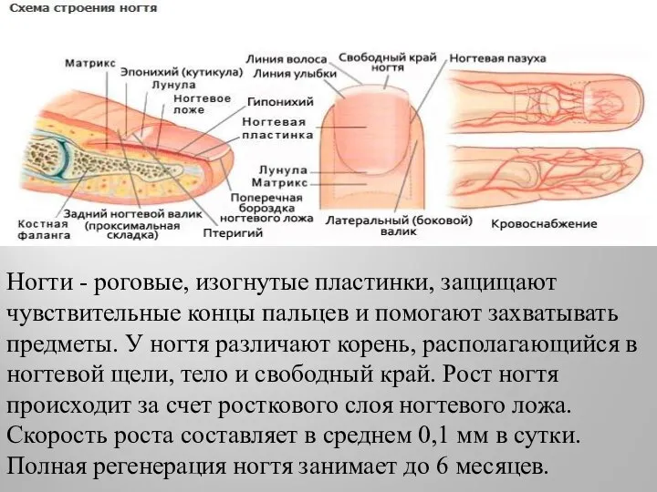 Ногти - роговые, изогнутые пластинки, защищают чувствительные концы пальцев и помогают