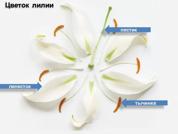 Цветок лилии пестик тычинка лепесток