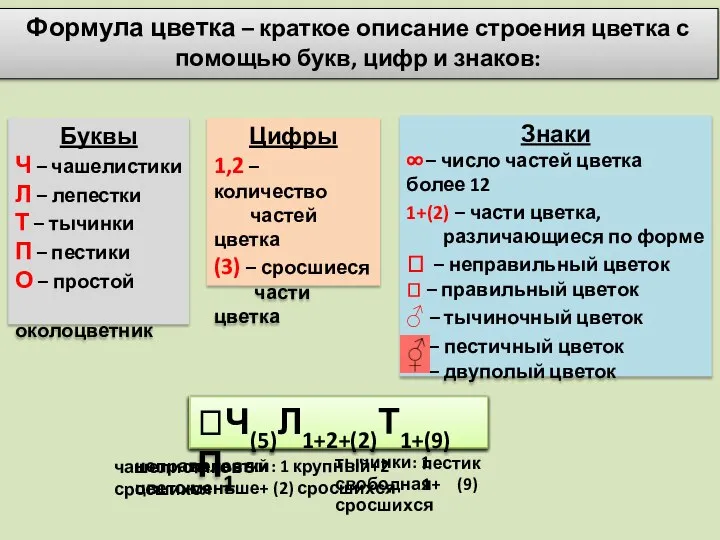 Буквы Ч – чашелистики Л – лепестки Т – тычинки П