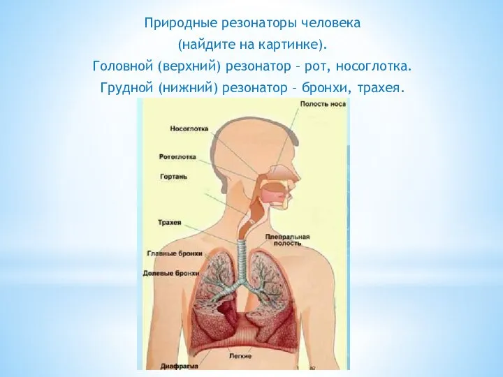 Природные резонаторы человека (найдите на картинке). Головной (верхний) резонатор – рот,