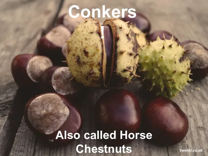 Conkers! Also called Horse Chestnuts twinkl.co.uk