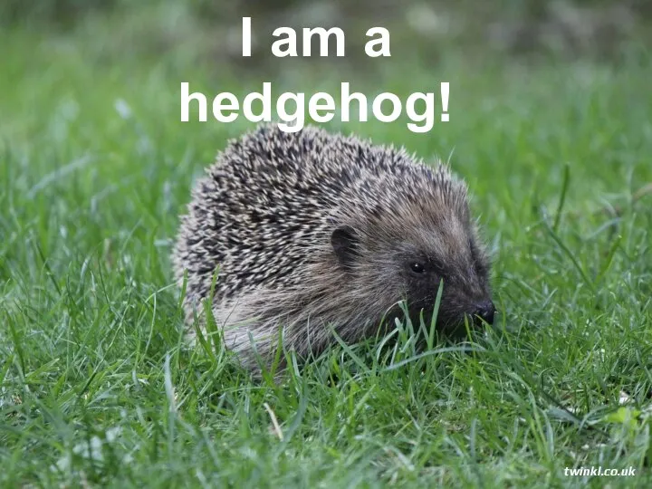 I am a hedgehog! twinkl.co.uk