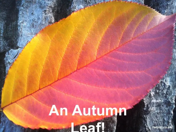 An Autumn Leaf! twinkl.co.uk