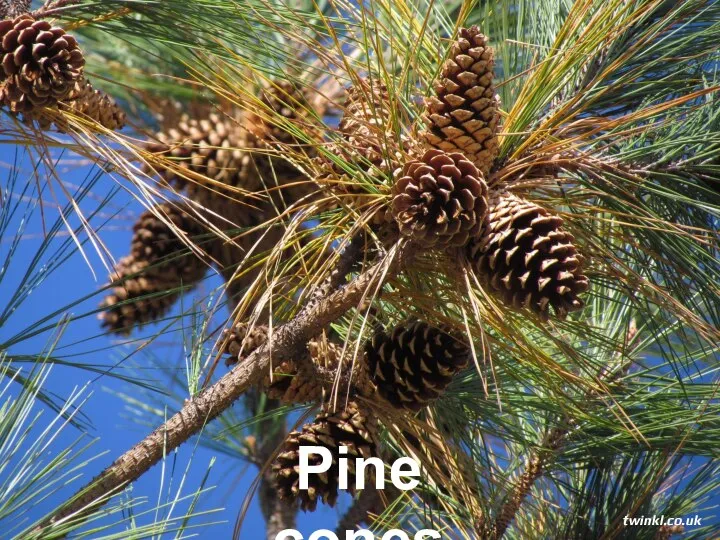 Pine cones twinkl.co.uk