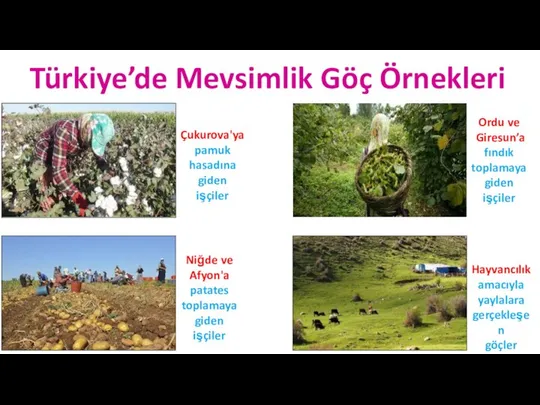 Türkiye’de Mevsimlik Göç Örnekleri Çukurova'ya pamuk hasadına giden işçiler Niğde ve