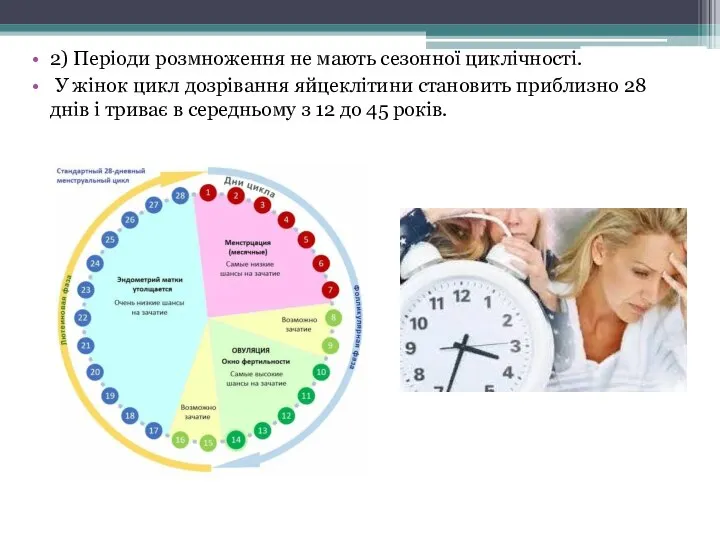 2) Періоди розмноження не мають сезонної циклічності. У жінок цикл дозрівання