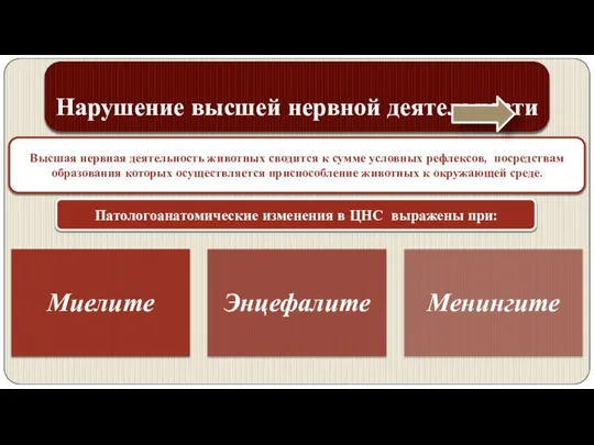 Нарушение высшей нервной деятельности Высшая нервная деятельность животных сводится к сумме