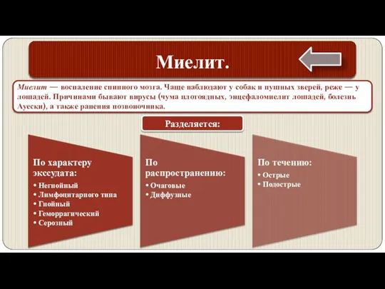 Миелит. Миелит — воспаление спинного мозга. Чаще наблюдают у собак и