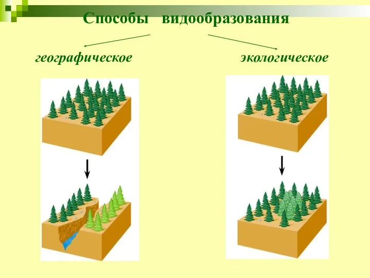 Способы видообразования географическое экологическое