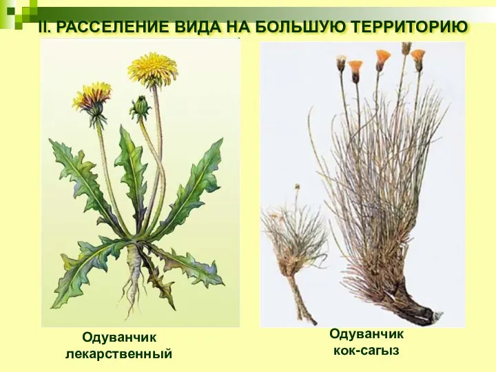 II. РАССЕЛЕНИЕ ВИДА НА БОЛЬШУЮ ТЕРРИТОРИЮ Одуванчик лекарственный Одуванчик кок-сагыз