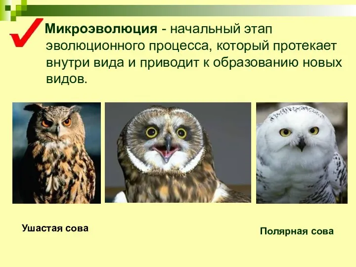 Микроэволюция - начальный этап эволюционного процесса, который протекает внутри вида и