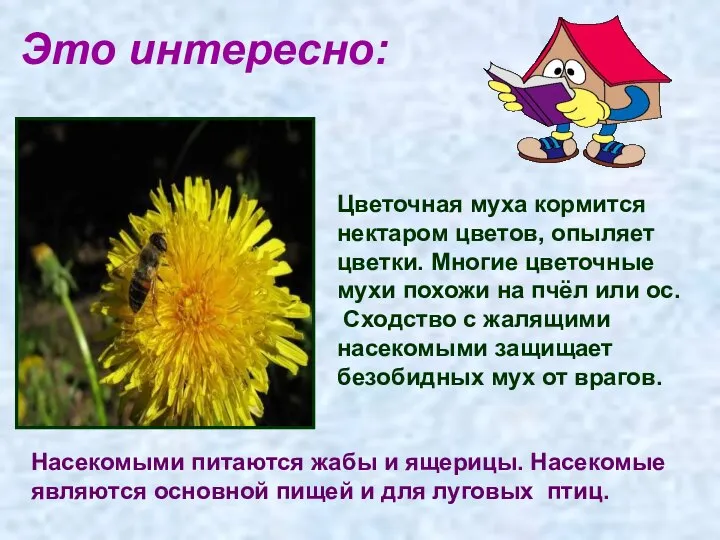 Это интересно: Цветочная муха кормится нектаром цветов, опыляет цветки. Многие цветочные