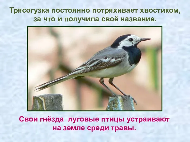 Трясогузка постоянно потряхивает хвостиком, за что и получила своё название. Свои