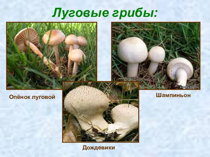 Луговые грибы: Опёнок луговой Шампиньон Дождевики