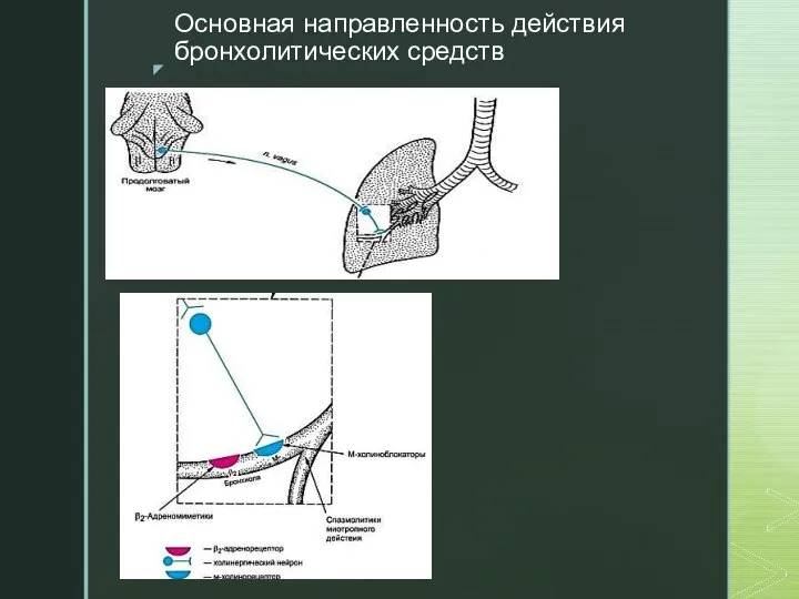 Основная направленность действия бронхолитических средств