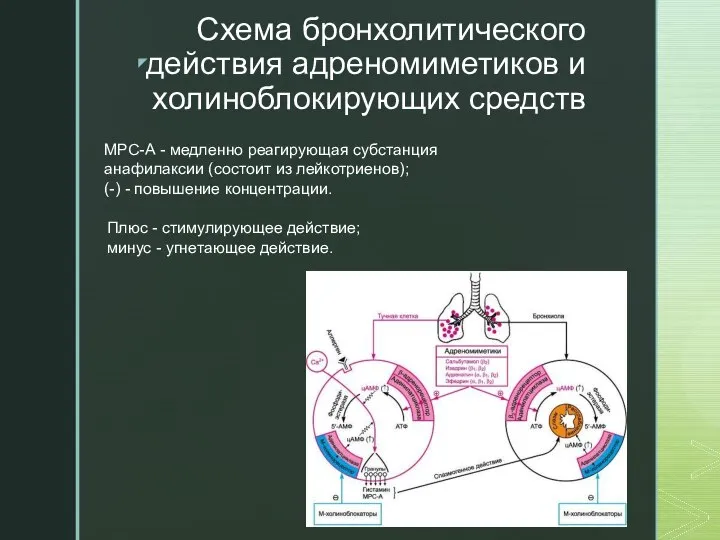 Схема бронхолитического действия адреномиметиков и холиноблокирующих средств МРС-А - медленно реагирующая