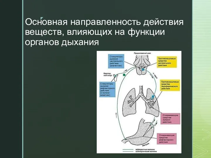 Основная направленность действия веществ, влияющих на функции органов дыхания