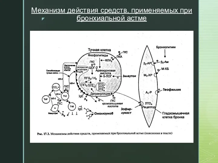 Механизм действия средств, применяемых при бронхиальной астме