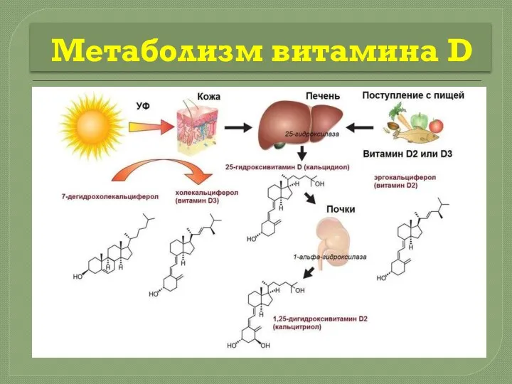 Метаболизм витамина D