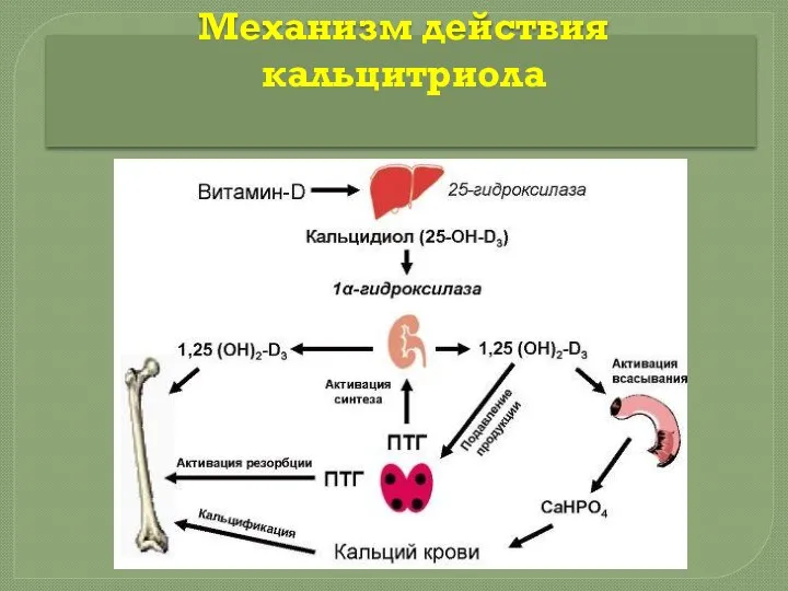 Механизм действия кальцитриола