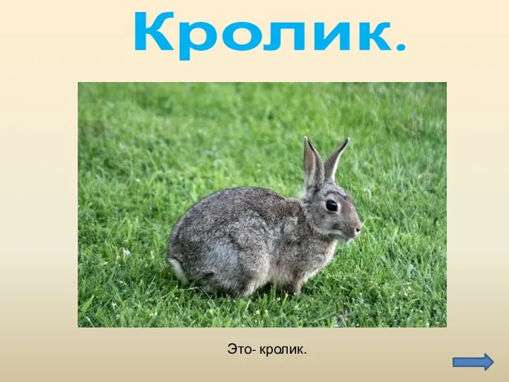 Это- кролик. Кролик.