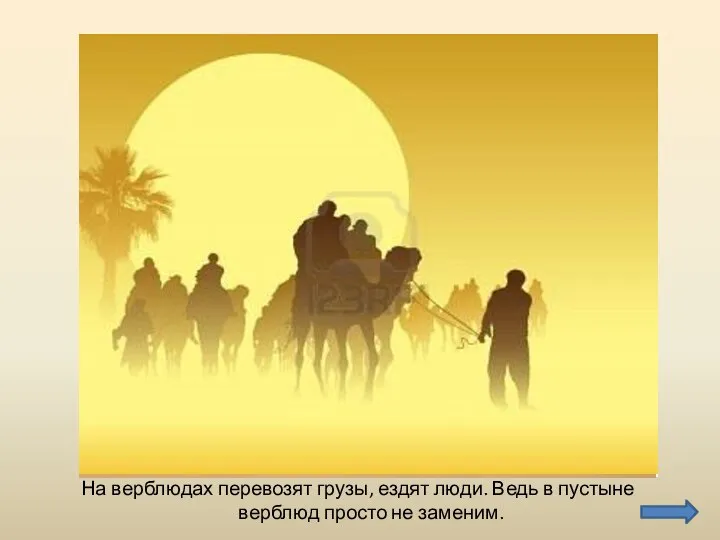 На верблюдах перевозят грузы, ездят люди. Ведь в пустыне верблюд просто не заменим.