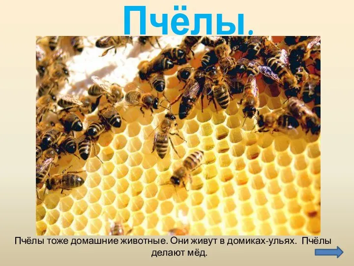 Пчёлы тоже домашние животные. Они живут в домиках-ульях. Пчёлы делают мёд. Пчёлы.