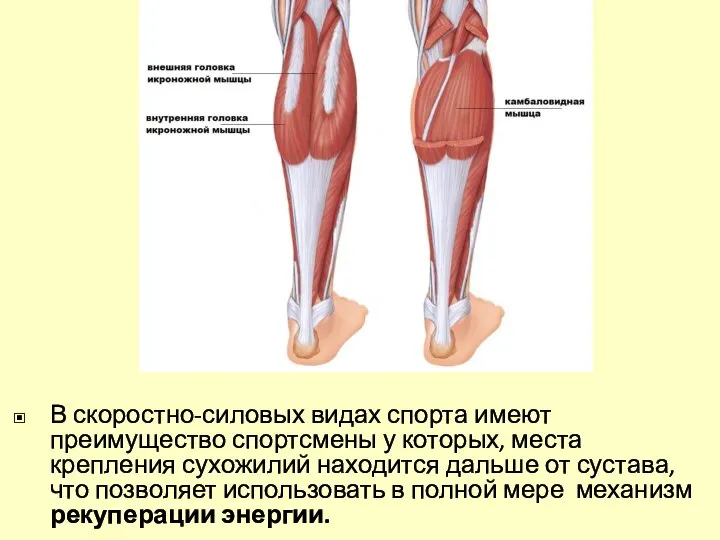 В скоростно-силовых видах спорта имеют преимущество спортсмены у которых, места крепления