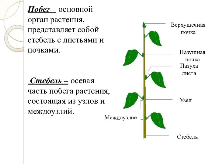 Побег – основной орган растения, представляет собой стебель с листьями и