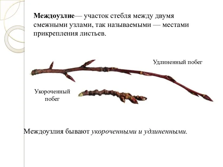 Междоузлия бывают укороченными и удлиненными. Междоузлие— участок стебля между двумя смежными