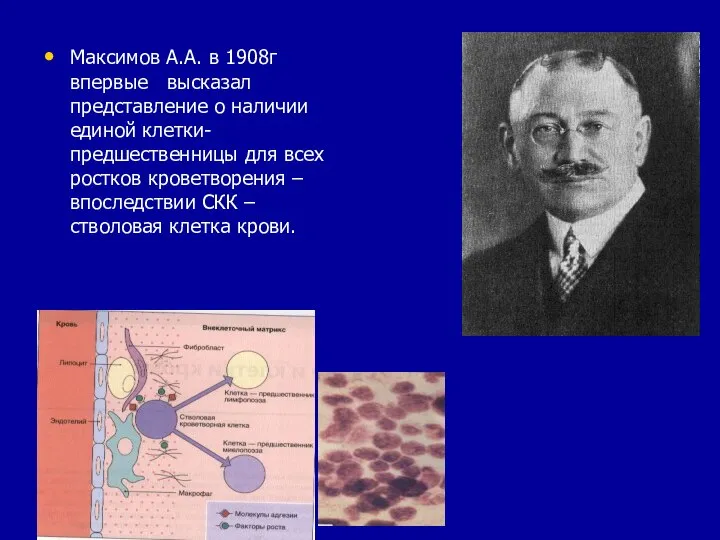 Максимов А.А. в 1908г впервые высказал представление о наличии единой клетки-предшественницы