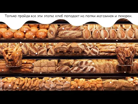 Только пройдя все эти этапы хлеб попадает на полки магазинов и пекарен.