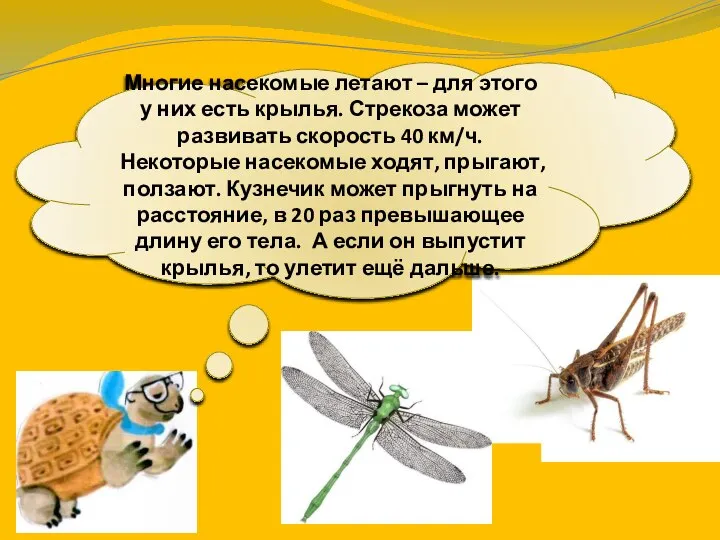 Многие насекомые летают – для этого у них есть крылья. Стрекоза