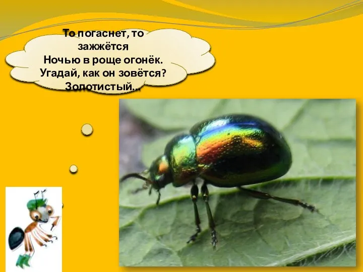 То погаснет, то зажжётся Ночью в роще огонёк. Угадай, как он зовётся? Золотистый...