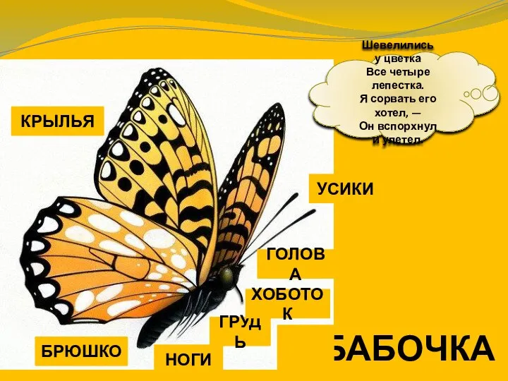 БАБОЧКА НОГИ ГРУДЬ ХОБОТОК ГОЛОВА УСИКИ БРЮШКО КРЫЛЬЯ Шевелились у цветка