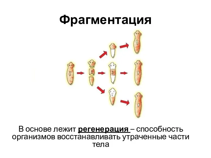 Фрагментация В основе лежит регенерация – способность организмов восстанавливать утраченные части тела