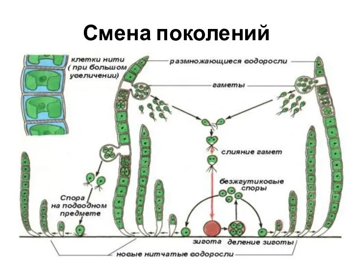 Смена поколений