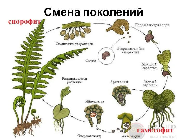 Смена поколений