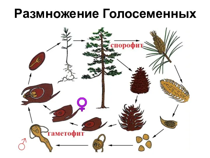 Размножение Голосеменных ♀ ♂