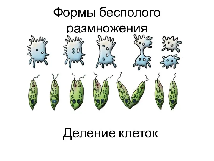 Формы бесполого размножения Деление клеток