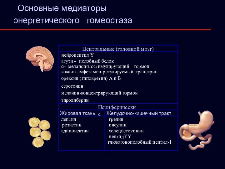 Центральные (головной мозг) нейропептид Y агути - подобный белок тиролиберин меланин-концентрирующий